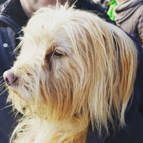 Customer photo review of Collier Anti Aboiement PuppySafe