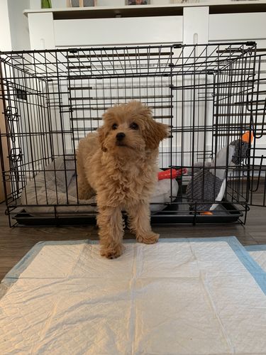 Customer photo review of Dog Crate, Heavy Duty Dog Cage With 2 Doors