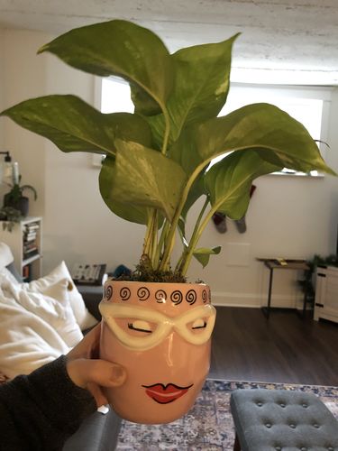 Customer photo review of Variegated pothos + ceramic pot