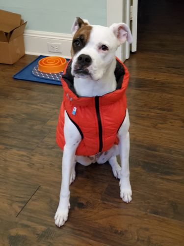 Customer photo review of World's lightest warm jacket for dogs
