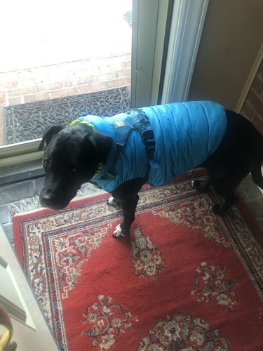 Customer photo review of World's lightest warm jacket for dogs