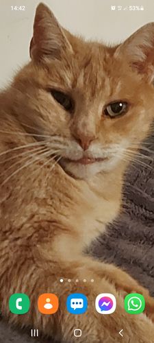 Avis photo d'un client sur Pâtée Chat Stérilisé Sans Céréales - Saumon