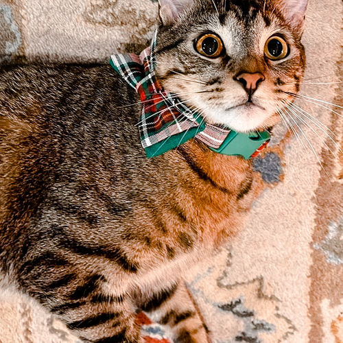 Customer photo review of Christmas plaid dog collar/ Christmas dog collar bow tie/ boy girl dog collar