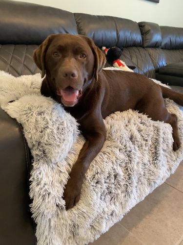 Customer photo review of Calming Couch Cover