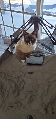 Customer photo review of Pop N' Go® Pets