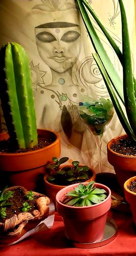 Customer photo review of San Pedro Cactus | Echinopsis pachanoi