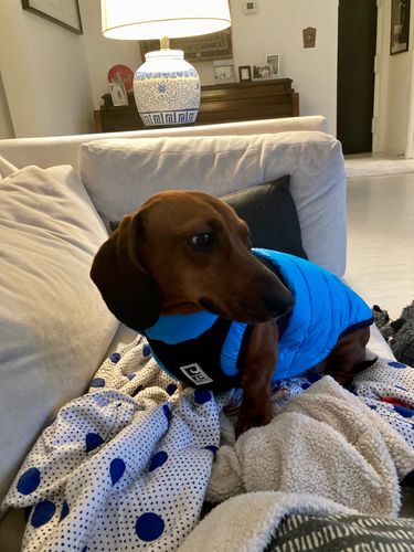 Customer photo review of World's lightest warm jacket for dogs