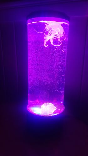 Customer photo review of Large Jelly Fish Night Light Lamp