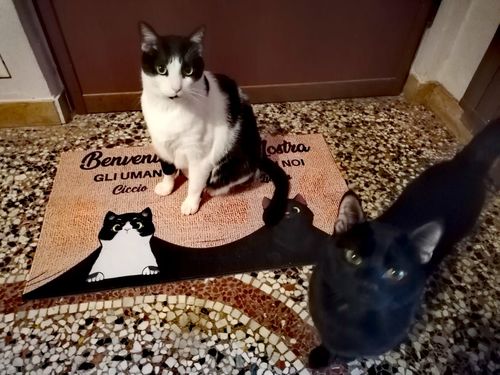 Customer photo review of Tappeto personalizzato con Cani & Gatti