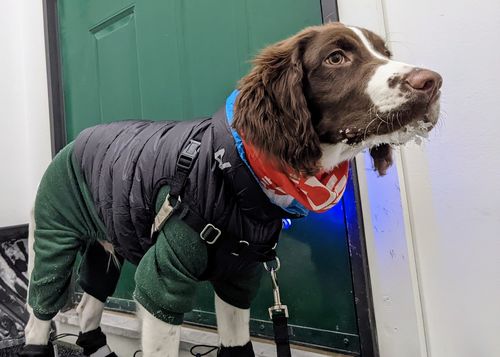 Customer photo review of World's lightest warm jacket for dogs
