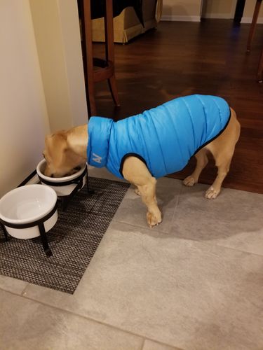 Customer photo review of World's lightest warm jacket for dogs