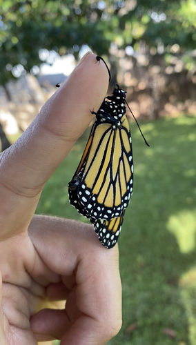 Customer photo review of Classic Live Monarch Butterfly Chrysalis Box