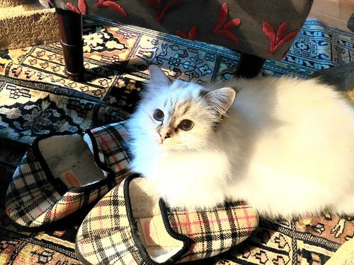 Avis photo d'un client sur Croquettes Chat Stérilisé Sans Céréales - Poulet