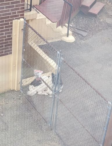 Customer photo review of Dog Silencer® MAX