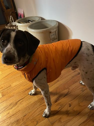 Customer photo review of World's lightest warm jacket for dogs