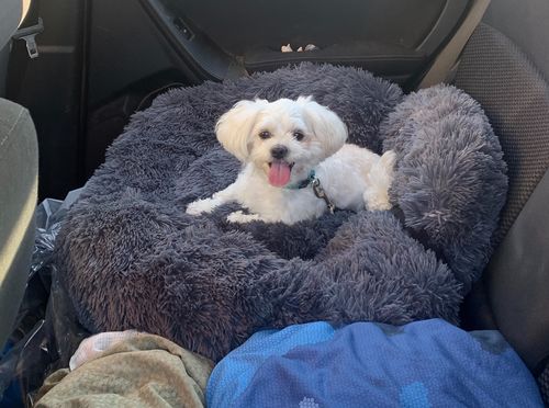 Customer photo review of Removable Cover - Super Soft & Fluffy Calming Dog Bed