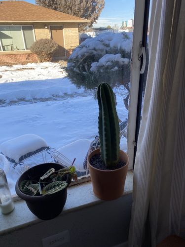 Customer photo review of San Pedro Cactus | Echinopsis pachanoi
