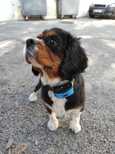 Customer photo review of Collier Anti Aboiement PuppySafe