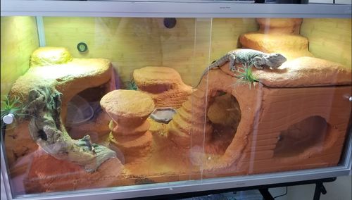 Customer photo review of 4'x2'x2' Wood Panel Bearded Dragon Enclosure by Zen Habitats