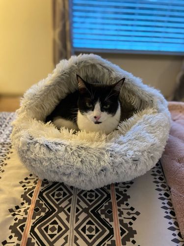 Customer photo review of Kuschelhöhle für Katzen