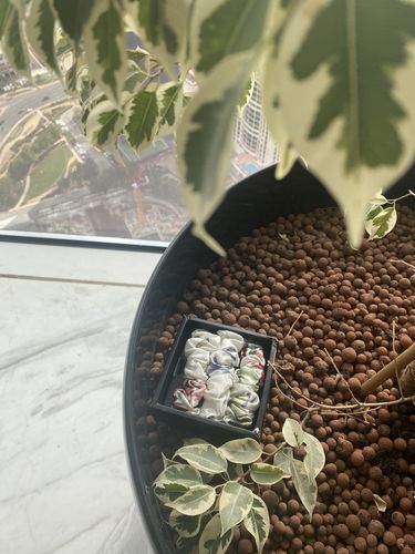 Customer photo review of White with Botanical Print Silk Scrunchies Set