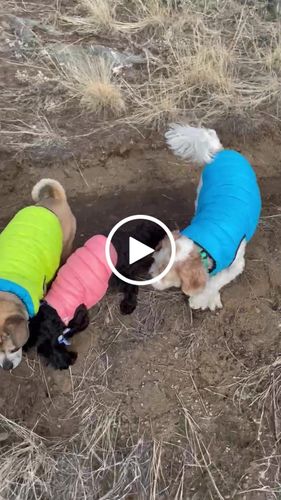 Customer video review of World's lightest warm jacket for dogs