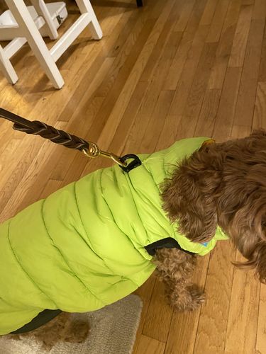 Customer photo review of World's lightest warm jacket for dogs