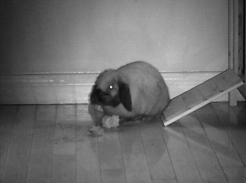 Customer photo review of Digital Night Vision Binoculars - Night Vision Binocular - Best Night Vision Binocular