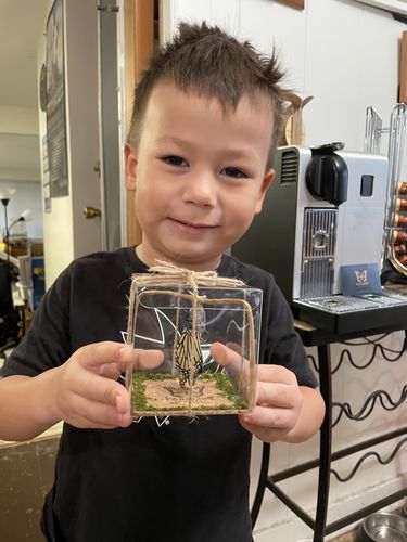 Customer photo review of Classic Live Monarch Butterfly Chrysalis Box