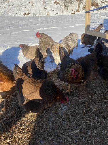 Customer photo review of GrubTerra Dried Larvae