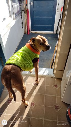 Customer photo review of World's lightest warm jacket for dogs