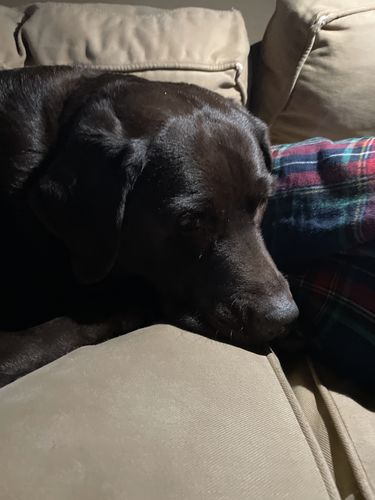 Customer photo review of NOBL VISIBLES - Salmon Recipe Treats for Canines - Case