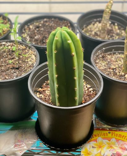 Customer photo review of San Pedro Cactus Cuttings | Echinopsis pachanoi Cuttings