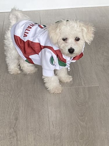 Customer photo review of Dog Hoodie - Italia