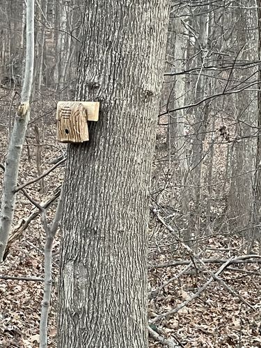 Customer photo review of Dog Silencer® MAX