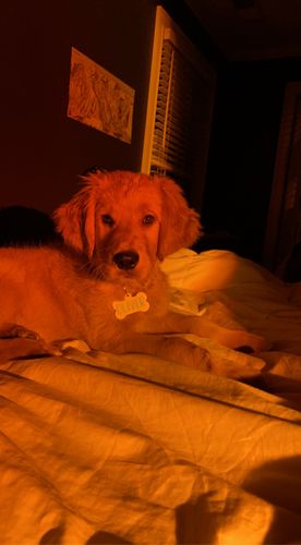 Customer photo review of The Sunset Lamp™