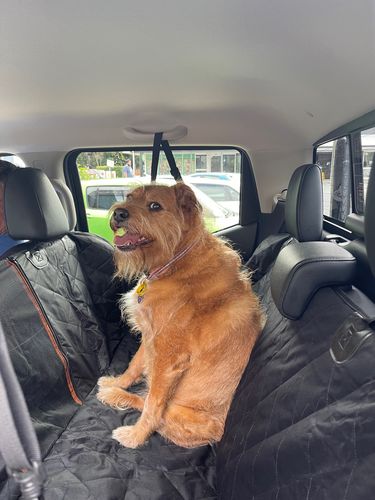 Customer photo review of Dog Back Seat Cover + FREE Dog Seat Belt Buckle