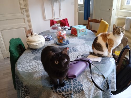Avis photo d'un client sur Pâtée Chat Entier Sans Céréales - Boeuf
