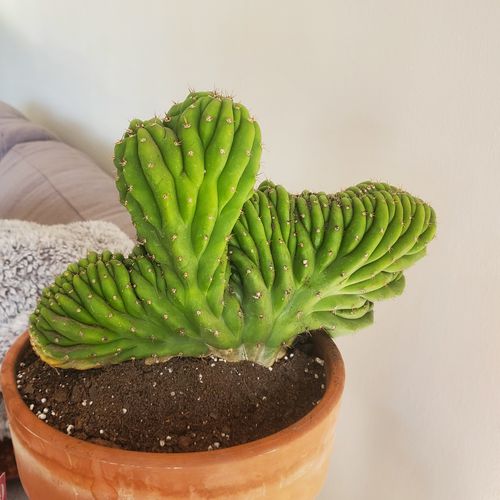 Customer photo review of Crested San Pedro Cactus | Echinopsis pachanoi cristata