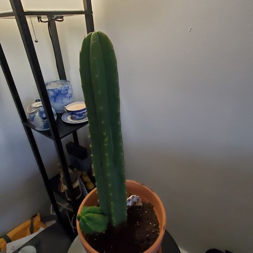 Customer photo review of San Pedro Cactus | Echinopsis pachanoi