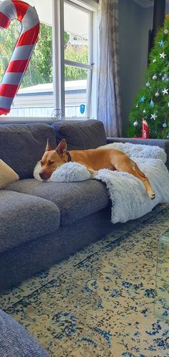 Customer photo review of Calming Couch Bed