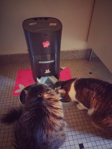 Avis photo d'un client sur Pâtée Chat Stérilisé Sans Céréales - Poulet