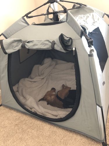 Customer photo review of Pop N' Go® Pets