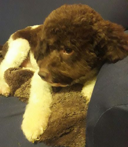 Customer photo review of Tappeto personalizzato con foto