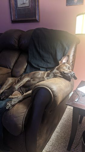Customer photo review of Pet Tincture 500mg Isolate CBD
