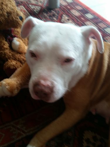 Customer photo review of Tips & Toes - Nose and Paw Balm
