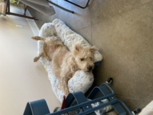 Customer photo review of Calming Couch Cover