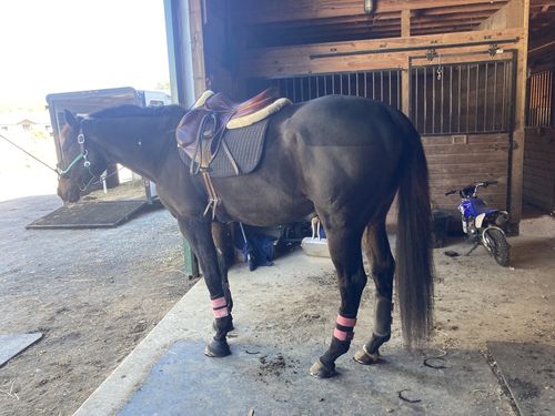 Customer photo review of Gut X » up to 50% Off