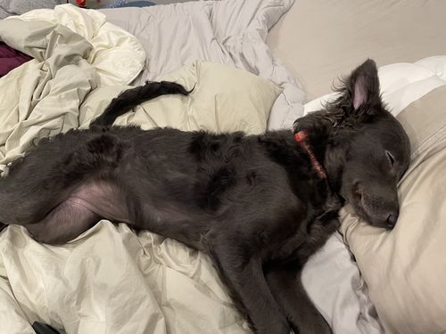 Customer photo review of Pet Tincture 500mg Isolate CBD
