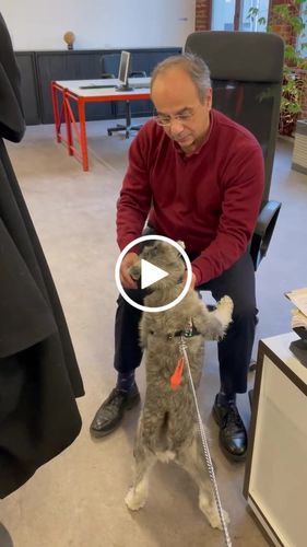 Customer video review of Collier Anti Aboiement PuppySafe